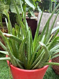 1 Pc Aloe Vera baby Plant In 4" Nursery Pot