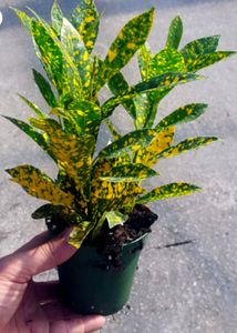 Croton Gold Dust Plant With Pot 30 Rs Off