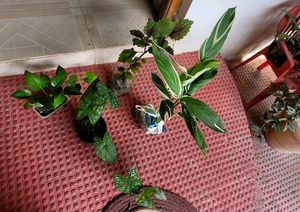 4 Set Plants🪴