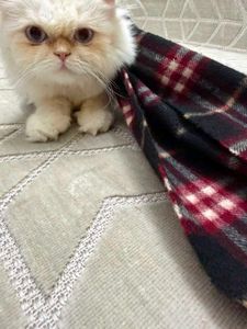 Cozy Plaid Scarf