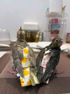 🐦Birds Cute Baby Diapers - Pack of 4🐦