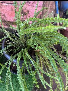 Fern combo