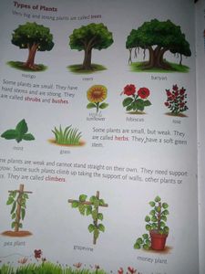 Viva Environmental Studies Book for class 1