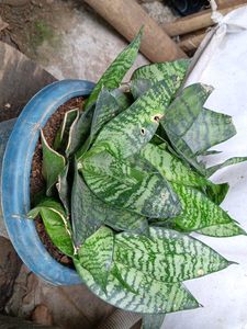 Snake Plant