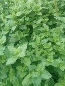 Kitchen Garden Plant