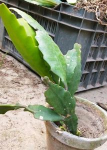 Bramh Kamal Flower Plant