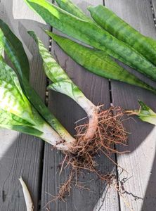 LIVE Snake Plant (Sansevieria) Green banded