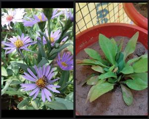 Combo Of 10 plAnts