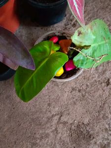 Thai Caladium And Mix Varieties Of Plants