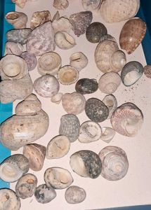 50 Assorted Seashell Collection