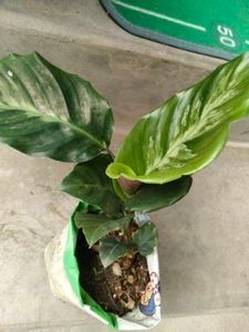Assorted mix Live Plants Collection combo.