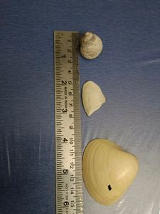 Antique Shells