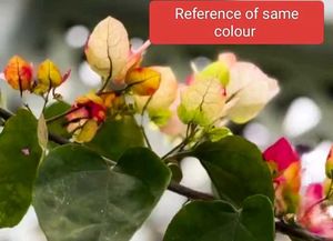 multi colour Matured Bougainvillea Plant