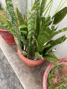 Snack Plant