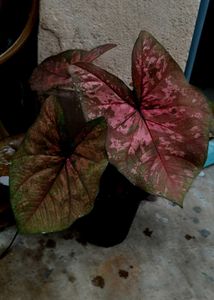 Big size Caladium Plant