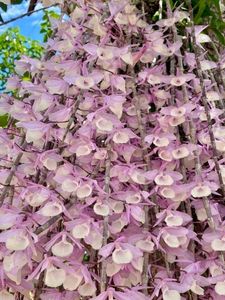 Beautiful Pink apphyllum Orchid plant