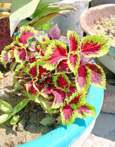 Coleus Live Plants