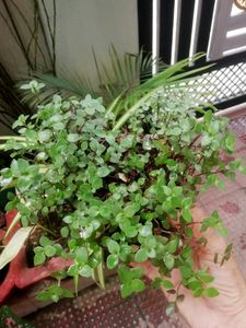 Combo Turtle Vine  &amp; Aralia Plants🌱