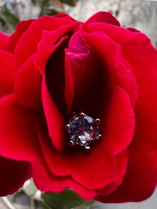 Elegant Round-Cut Stud Earrings