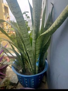 Buy snake plant