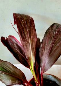 Dracaena Plant🪴 &amp; pot