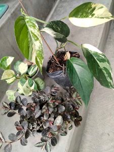 Variegated  and hanging plants