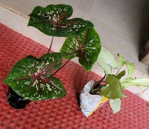 Pack 2 Caladium Biclor &amp; Evergreen Arrowhead Plant