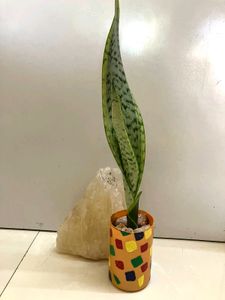 Snake Plant In Pot