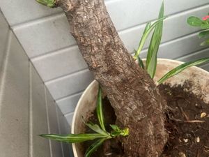 Yucca Tree Plant pup quantity 1