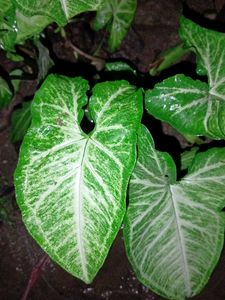 Arrow Head Plant