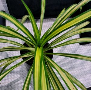 🌵Pandanus veitchii Plant 🪴 &amp; Pot
