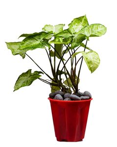 5 Plants In Combo Check Description