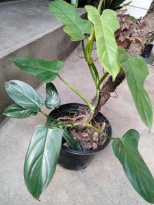 Indoor plants combo