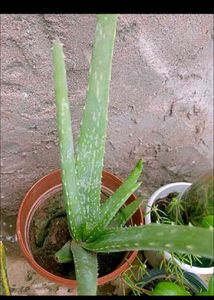 combo of 8 plants
