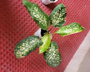 Pack 2 the herbaceous perennial &amp;Dwarf Snake Plant