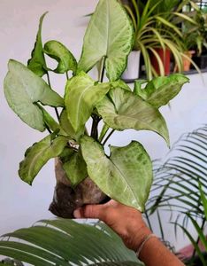 Pack 2 Arrowhead Plants