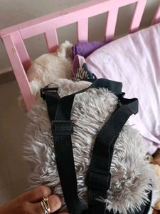 Plush bunny  Stuffed Animal bagpack