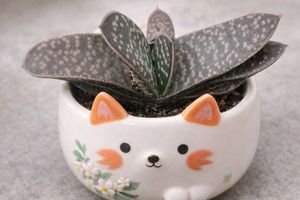 gasteria succulent
