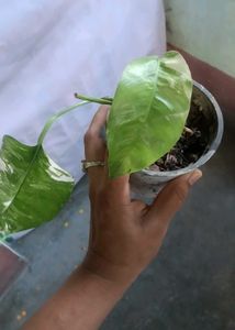 epipremnum pinnatum albo plant