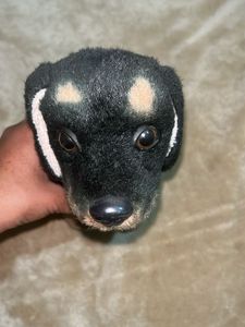 Toy