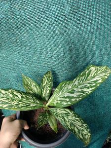 Dieffenbachia White Etna Plant