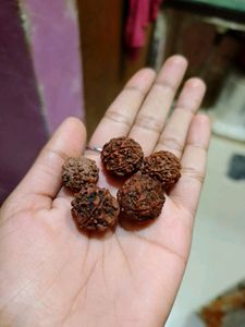 Panchmukhi Rudraksha