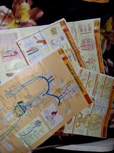 Human Anatomy Charts - Set