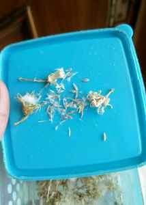 Plant Sprouts