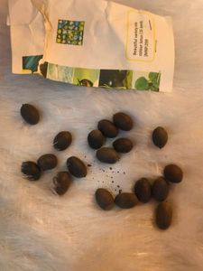 lotus seeds 18