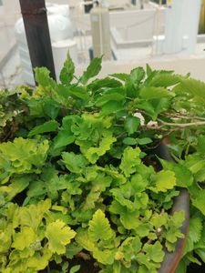 multiple plants