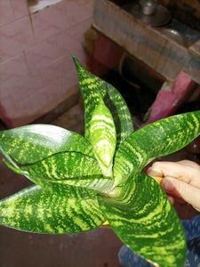 Real Snake Plant