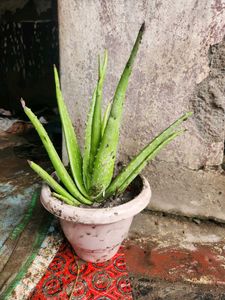 Aloe Vera Plant
