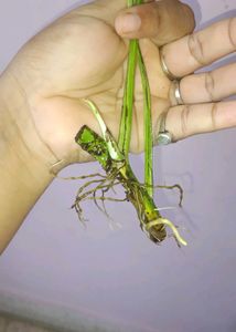 Healthy epipremnum pinnatum albo Cutting with Root