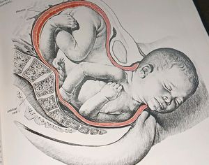 Book Family Health An Illustrated Guide